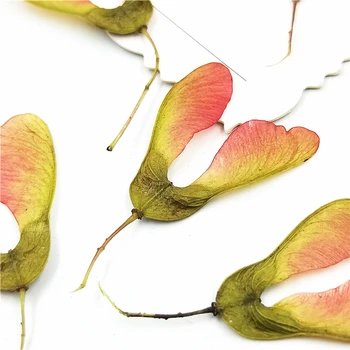 12 adet Doğal Preslenmiş Kurutulmuş Çiçek Akçaağaç ağaç çiçekler DIY Sanatlar El Sanatları Scrapbooking Bezemeler Takı Yapımı