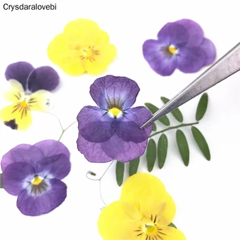 120 adet Preslenmiş Kurutulmuş Hercai Menekşe Corydalis Suaveolens Hance Çiçek Bitkiler Herbaryum Takı Kartpostal Imi Aksesuarları