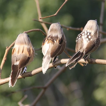 4 Adet Yapay Kuş Dekor Yapay Tüylü Kuşlar Canlı Kuş Süsler Dekorasyon Sahne Ev Bahçe Partisi İçin (Rastgele Renk)