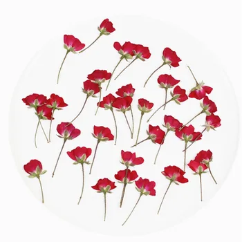 500 adet Kurutulmuş Yan Preslenmiş Kırmızı Çin Gül Çiçek Bitki Herbaryum Takı Imi Kartpostal telefon kılıfı Davetiye Kartı DIY
