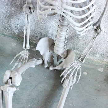 90cm Cadılar Bayramı Dekor İnsan İskeleti Plastik Kafatası iskeleti Anatomik iskelet modeli Cadılar Bayramı Partisi Perili ev Prop