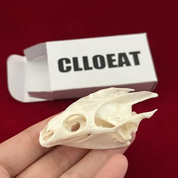 CLLOEAT Gerçek Tahnitçilik Kaplumbağa Kafatası Hayvan Kemikleri Zanaat Kafatası Dekorasyon Ev Numune Koleksiyon Çalışma Özel Hediyeler