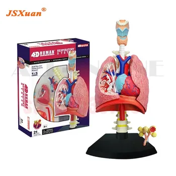 JSXuan 4D Ana Solunum Sistemi 1:3 Odontologia İnsan Travma Anatomisi Anatomik Kafatası İnsan Gözü Topu Modeli