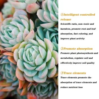 Köklenme, tomurcukları, renk geliştirme patlama, çözüm yarma besin ve 120ml köklenme Succulents
