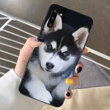 Sibirya Husky Kızak Köpeği telefon kılıfı Redmi için Not 8 7 9 4 6 pro max T X 5A 3 10 lite pro